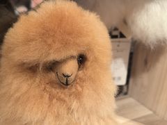 -番茄口袋(上海普陀区环球港店)