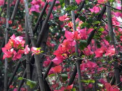 -北海金海湾红树林生态旅游区