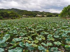 -红山村