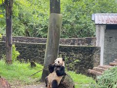 -都江堰中华大熊猫苑