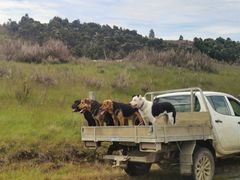 -Fergburger(皇后镇店)