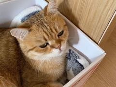 -猫腻·猫咖·撸猫馆(星光大道店)