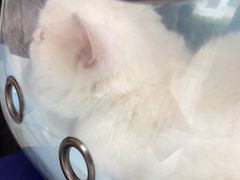 -瑞派福兴宠物医院犬猫全科·骨科·中西医结合(河东店)