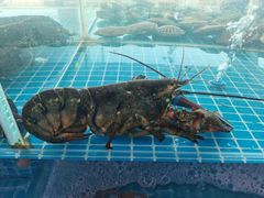 -必点蒸汽海鲜(止锚湾店)