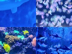 -海合安天津极地海洋公园