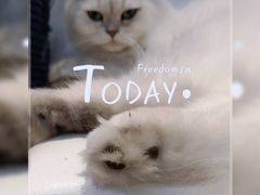 -爪爪喵星球·猫舍(前海卓越店)