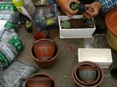 -中环花鸟鱼虫市场