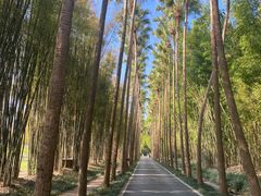 -中国科学院西双版纳热带植物园
