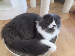 -猫冇咖·家门口的撸猫馆(大融城店)