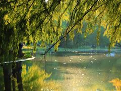 -上海共青森林公园