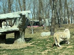 -北京野生动物园