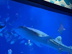 -烟台海昌鲸鲨海洋公园