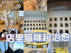 -有喵·猫咖·狗咖·30几只猫10只小狗(岗厦店)