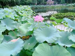 -陈家山荷花公园