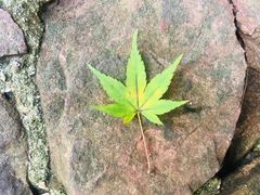 -秋霞圃