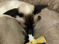 -喵的天空名猫咖啡馆·撸猫·猫舍·用品