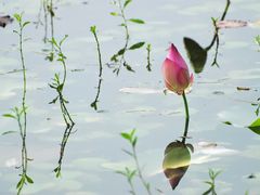 -福建鲤鱼洲酒店