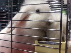 -龟与熊猫宠物公园(南坪店)