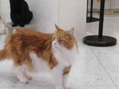 -喵园·猫主题咖啡厅·撸猫·猫咖(国贸店)