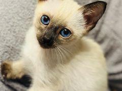 -欣宠猫屋·矮脚拿破仑·蓝金金渐层