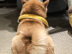 -逗柴咖啡屋·狗咖猫咖宠物桌游