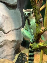 -Zoolung Zoolung动物主题公园(海信广场店)