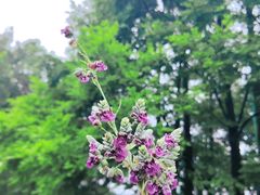 -铁山坪森林公园