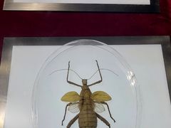 -上海昆虫博物馆