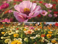 -映月湖中央公园