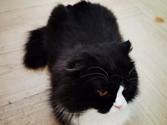 -安格丽娜·狗咖·猫咖羊驼咖(春熙路百盛商场店)