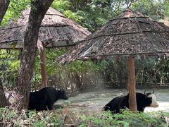 -深圳野生动物园