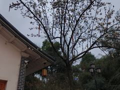 -白沙古井