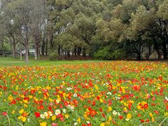 -上海共青森林公园