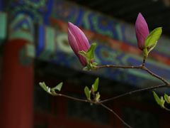 -颐和园