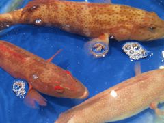 -三亚火车头万人海鲜广场