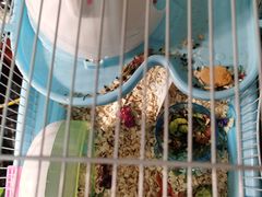 -钓仓鼠(洋桥北里小区店)
