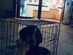 -半岛宠物医院24小时(科华中路店)