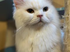 -MOCHA明星猫咖(田子坊店)