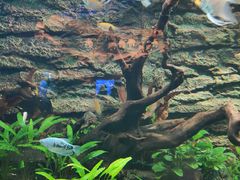 -芜湖新华联大白鲸海洋公园