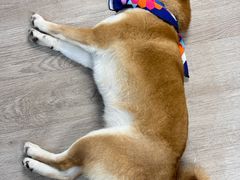 -柴迷FANS CLUB·柴犬狗咖·猫咖