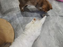 -楼上猫咖(罗湖店)