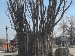 -赵州桥景区