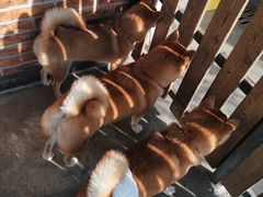 -柴犬高等学院·狗咖·柴犬售卖·宠物训练