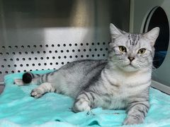 -艾贝尔宠物诊疗