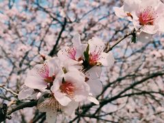 -桃花堤公园