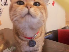 -名猫咖啡馆·撸猫·拼豆