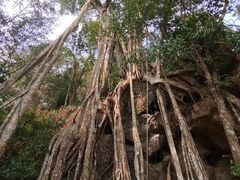 -中国科学院西双版纳热带植物园