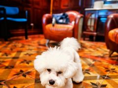 -翊宠yipet猫狗购宠庄园犬舍•猫舍