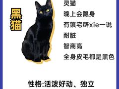-翊宠yipet猫狗购宠庄园犬舍•猫舍
