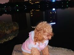 -南翔镇银翔湖公园